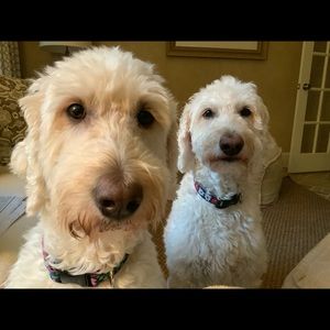 Meet your Posher, George